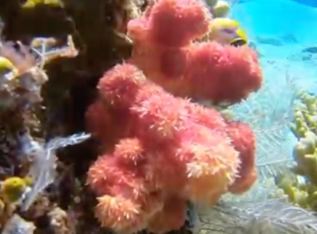 Komodo's Colorful Coral 