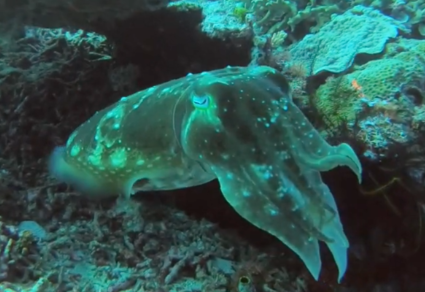 Cuttlefish of Sabayor