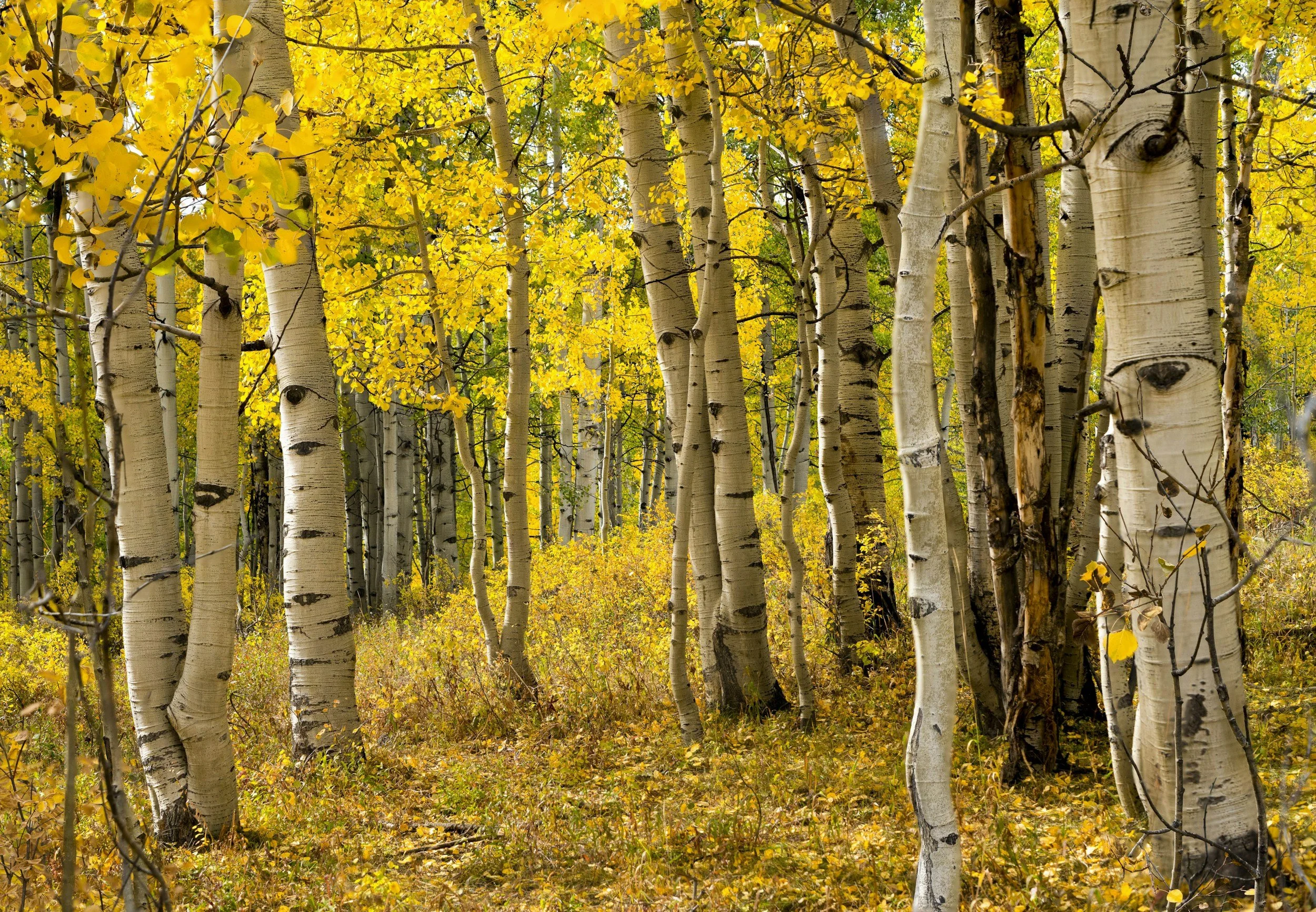 unsplash-image-sJ5UIfOjyEo.jpg