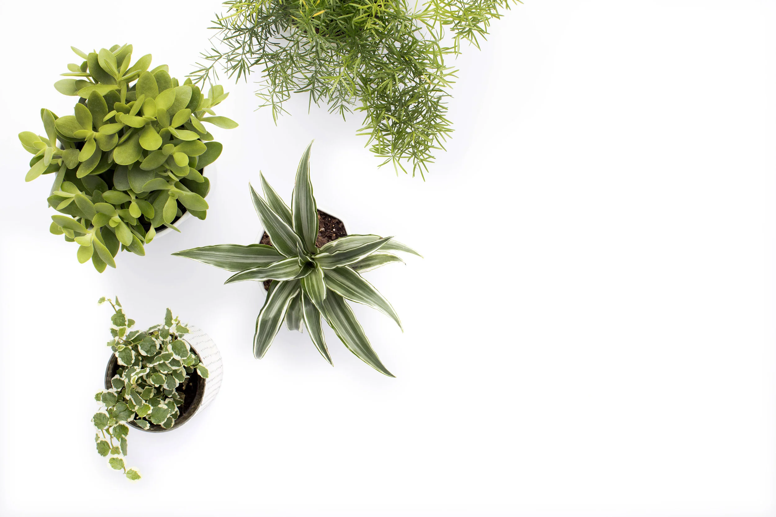 Free Styled Stock Images_SC Stockshop_06.JPG