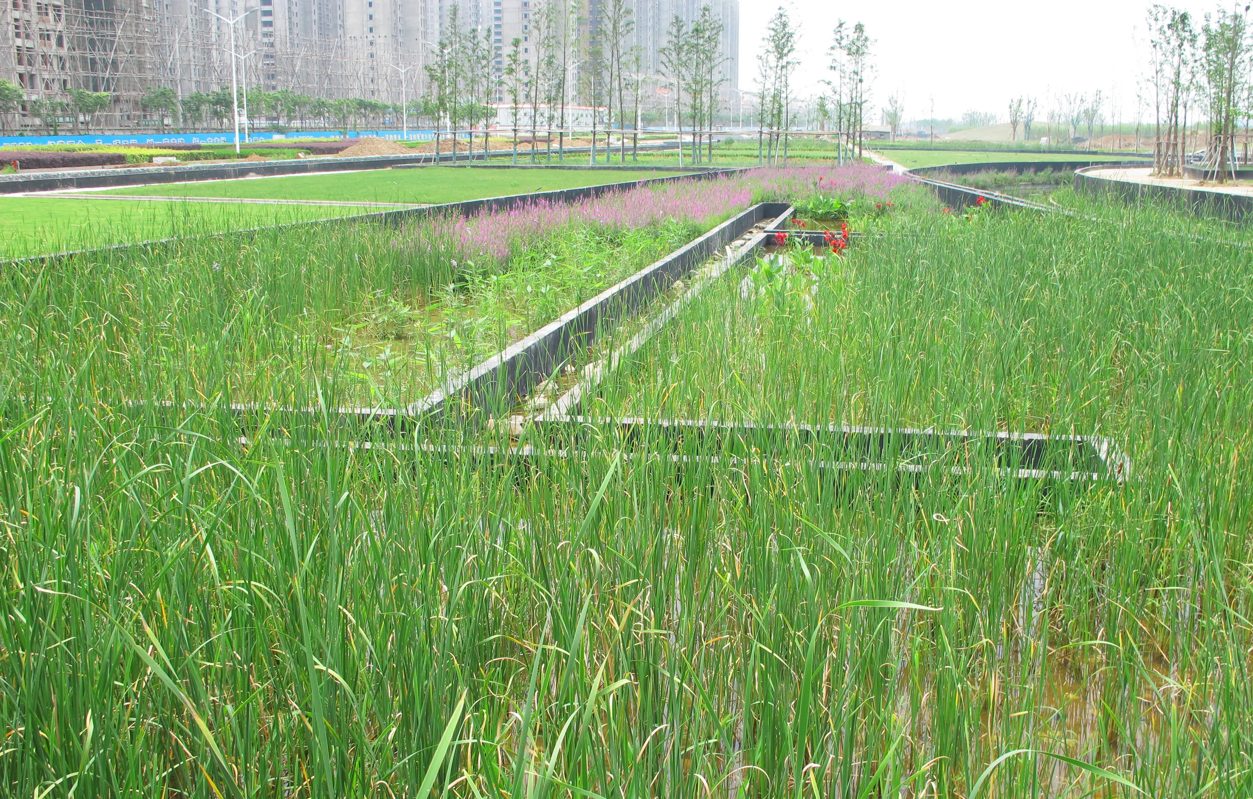 Zhenjiang_20140710 077.JPG