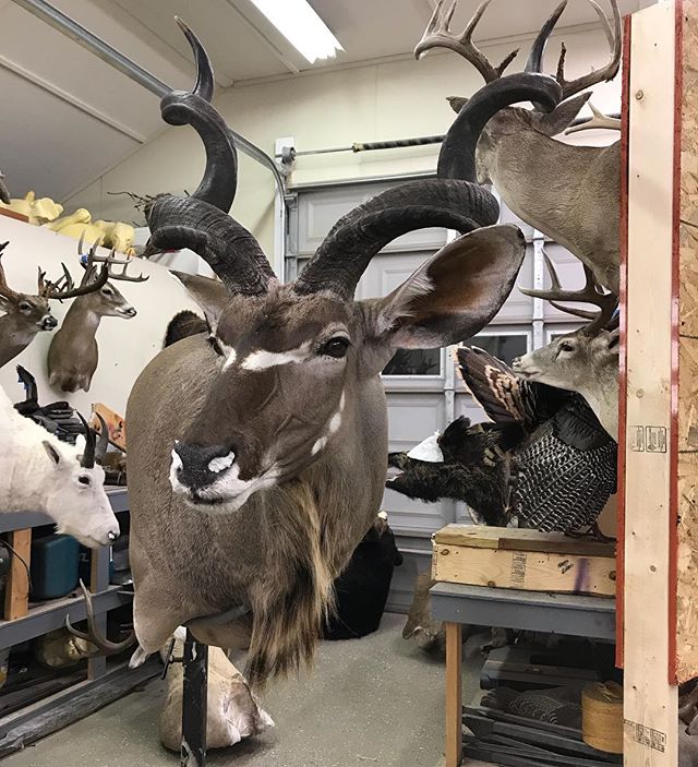 Yesterday&rsquo;s Kudu, lots of detail #Youngswildlife #kudumount #marylandtaxidermy #africanmounts