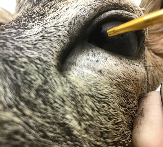 Painting the nictitating membrane on a Roe deer eye, details! #youngswildlife#marylandtaxidermy#roedeermount #highqualitytaxidermy