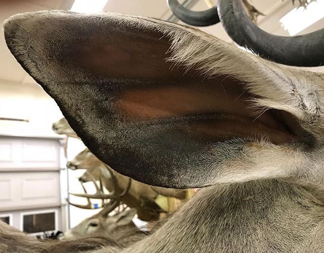 Kudu ear after airbrush work #youngswildlife #marylandtaxidermy #kudumount