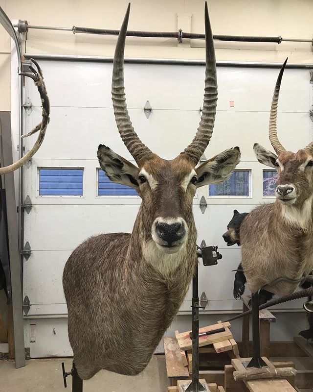 Just finished this waterbuck wall pedestal mount #youngswildlife #marylandtaxidermy #safarimounts#afriacanmounts#waterbuck