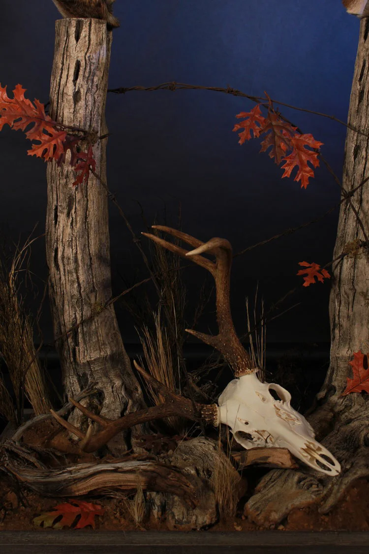 deerskull.jpg
