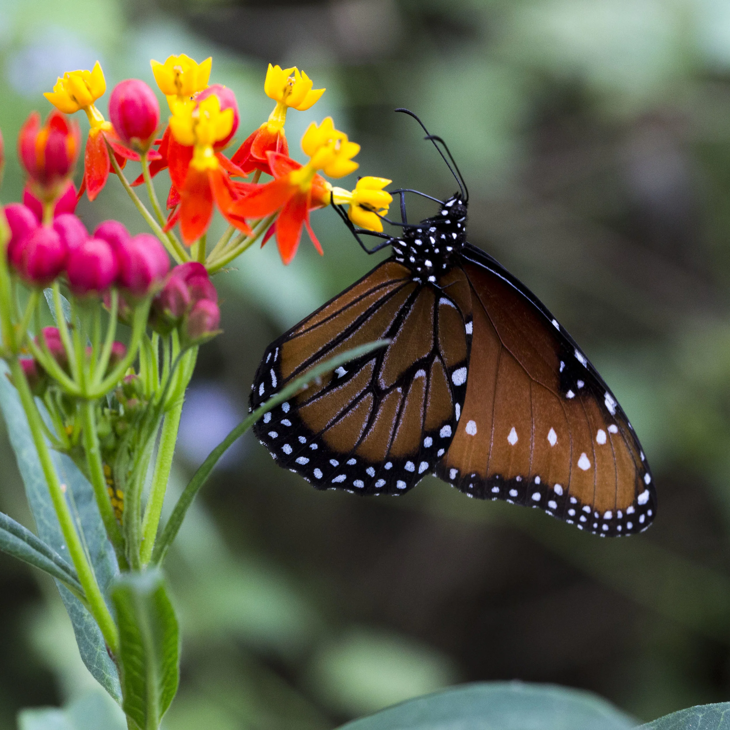 A queen butterfly sips nectar from a flower in the Lower Rio Grande Valley of Texas.
