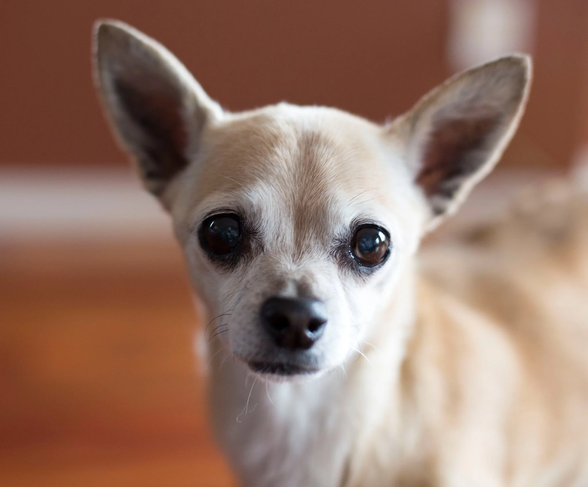 My old girl, Eleanor.