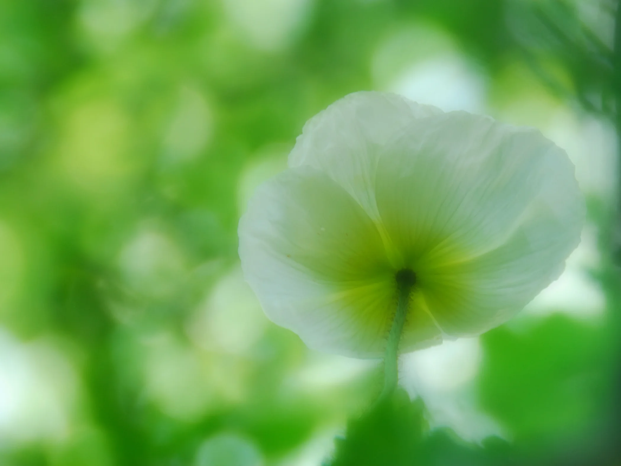 Flower photograph by Catherine Anderson