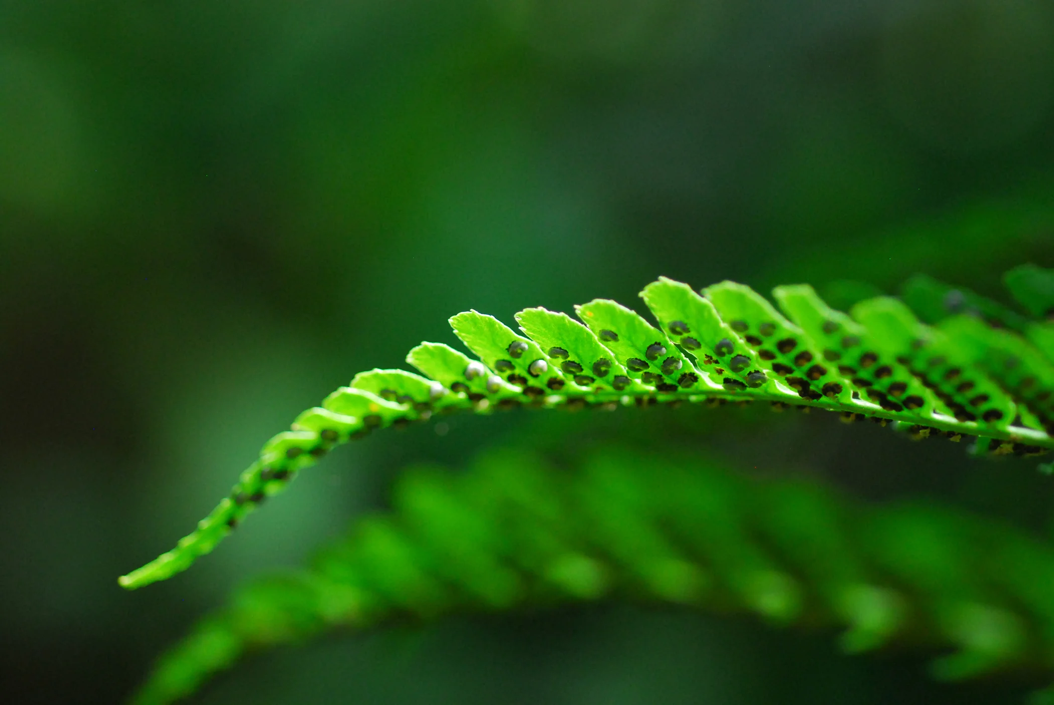 Photo of a fern leaf by Catherine Anderson