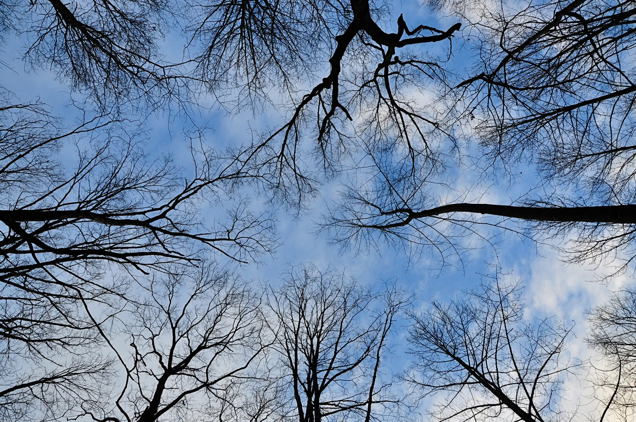 Photo of trees by Catherine Anderson