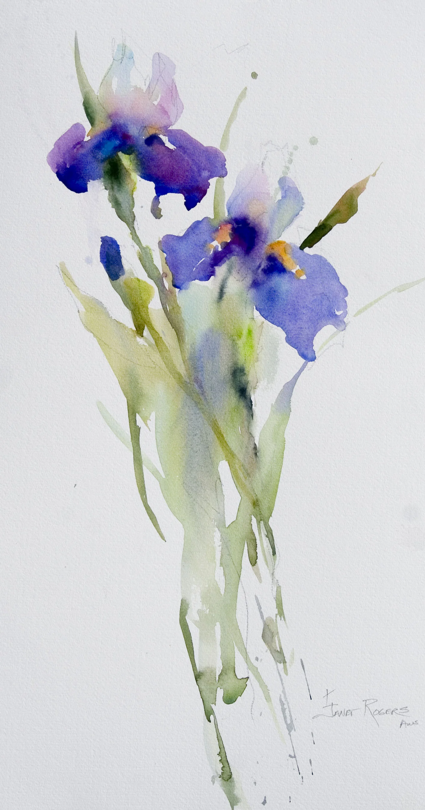 Painting of irises by Janet Rogers