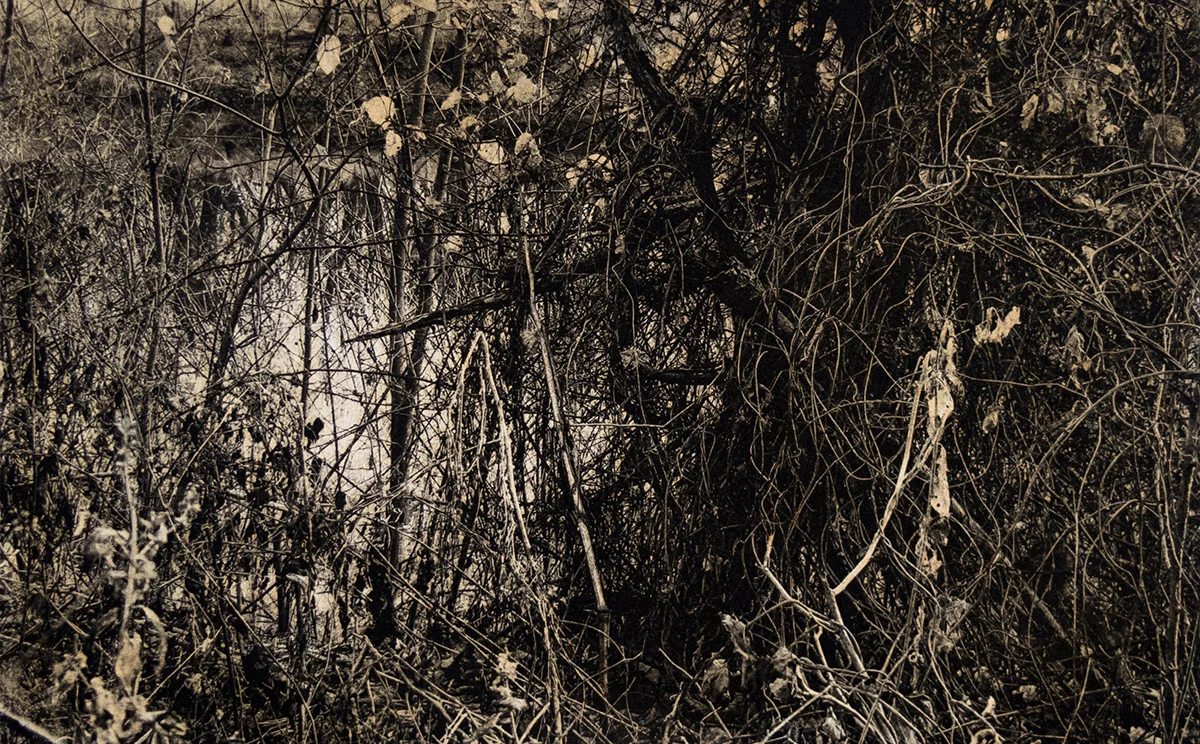 Pictured above: John Pearson, St. Croix Thicket (detail), polymer photogravure, 2016