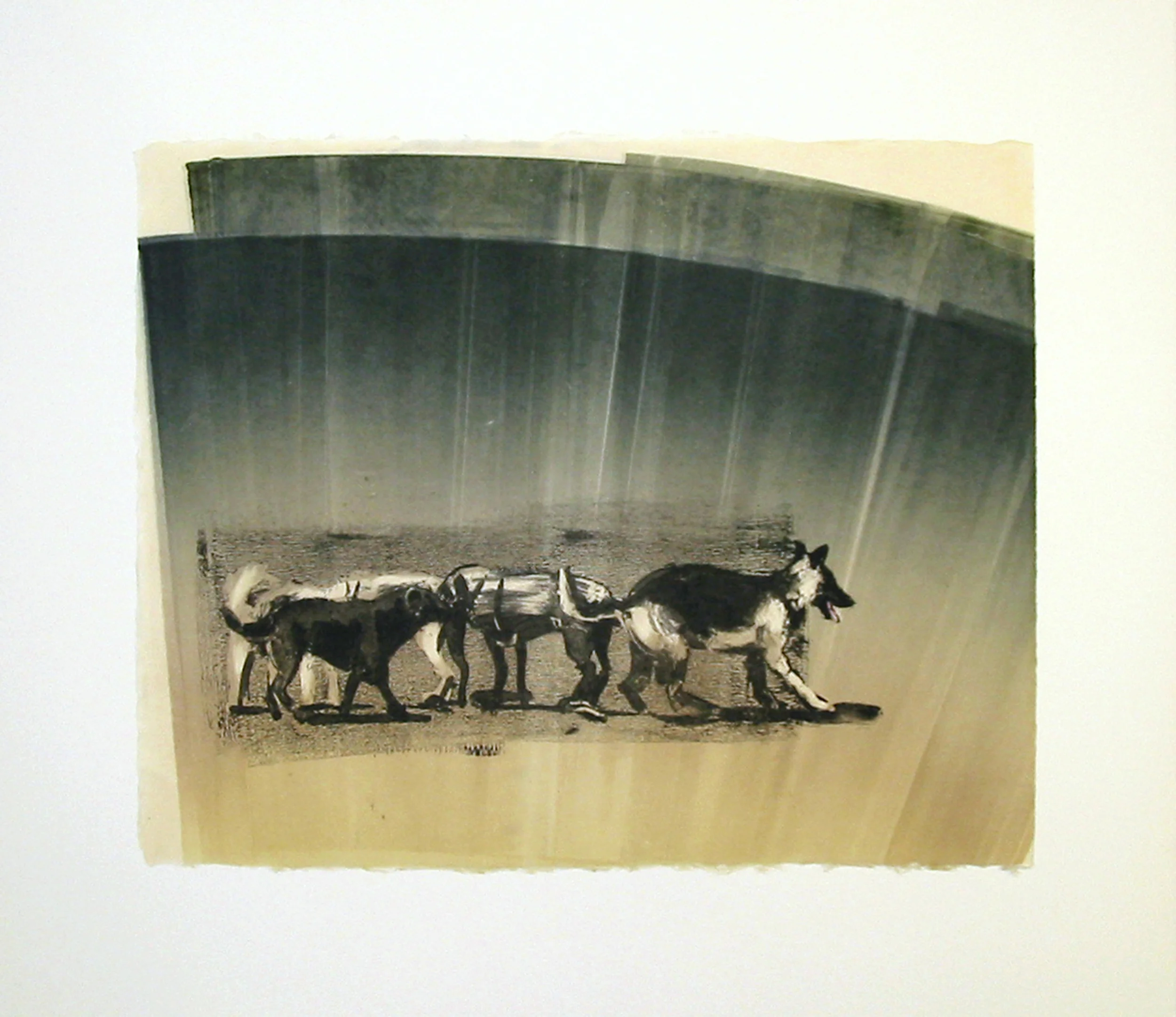 “Pack” by Joel Janowitz 2005