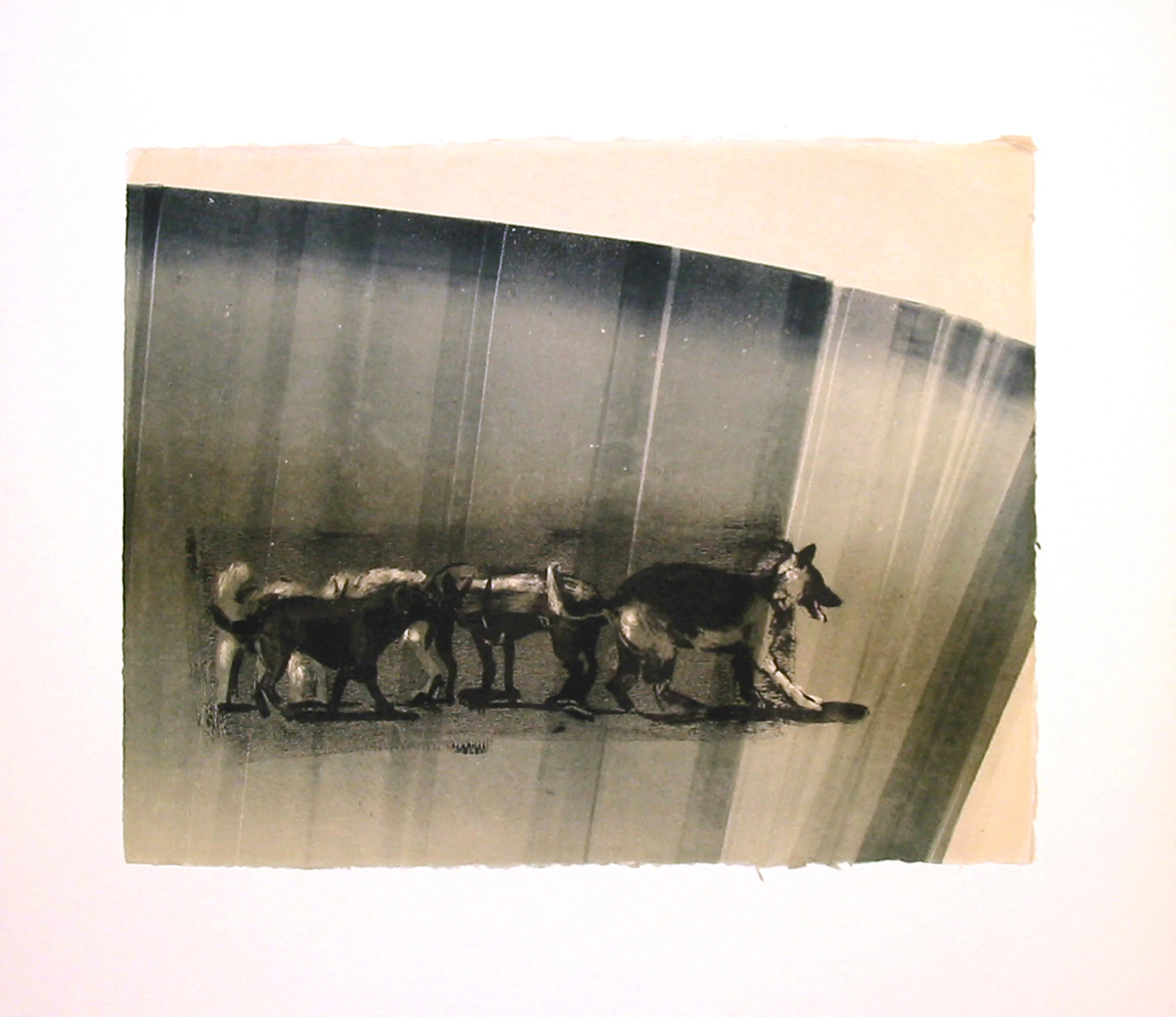 “Pack XI/XIV” by Joel Janowitz 2005