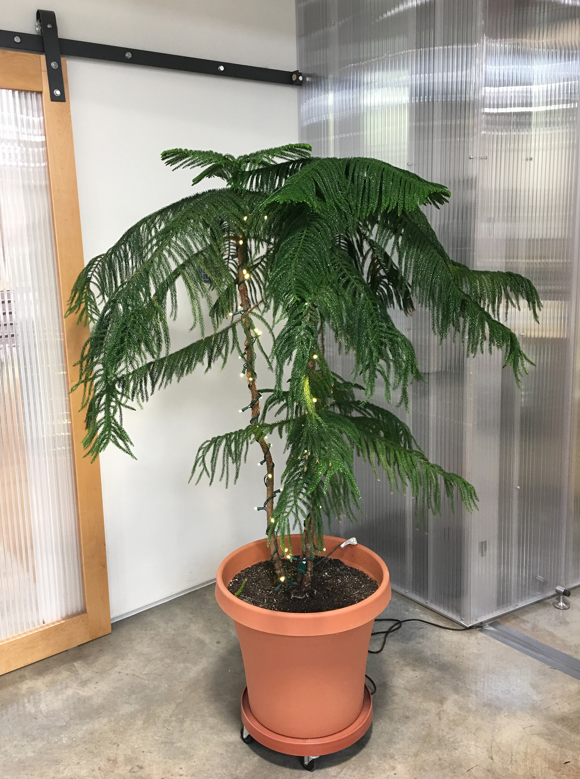 Norfolk Island pine (Araucaria Heterophylla)