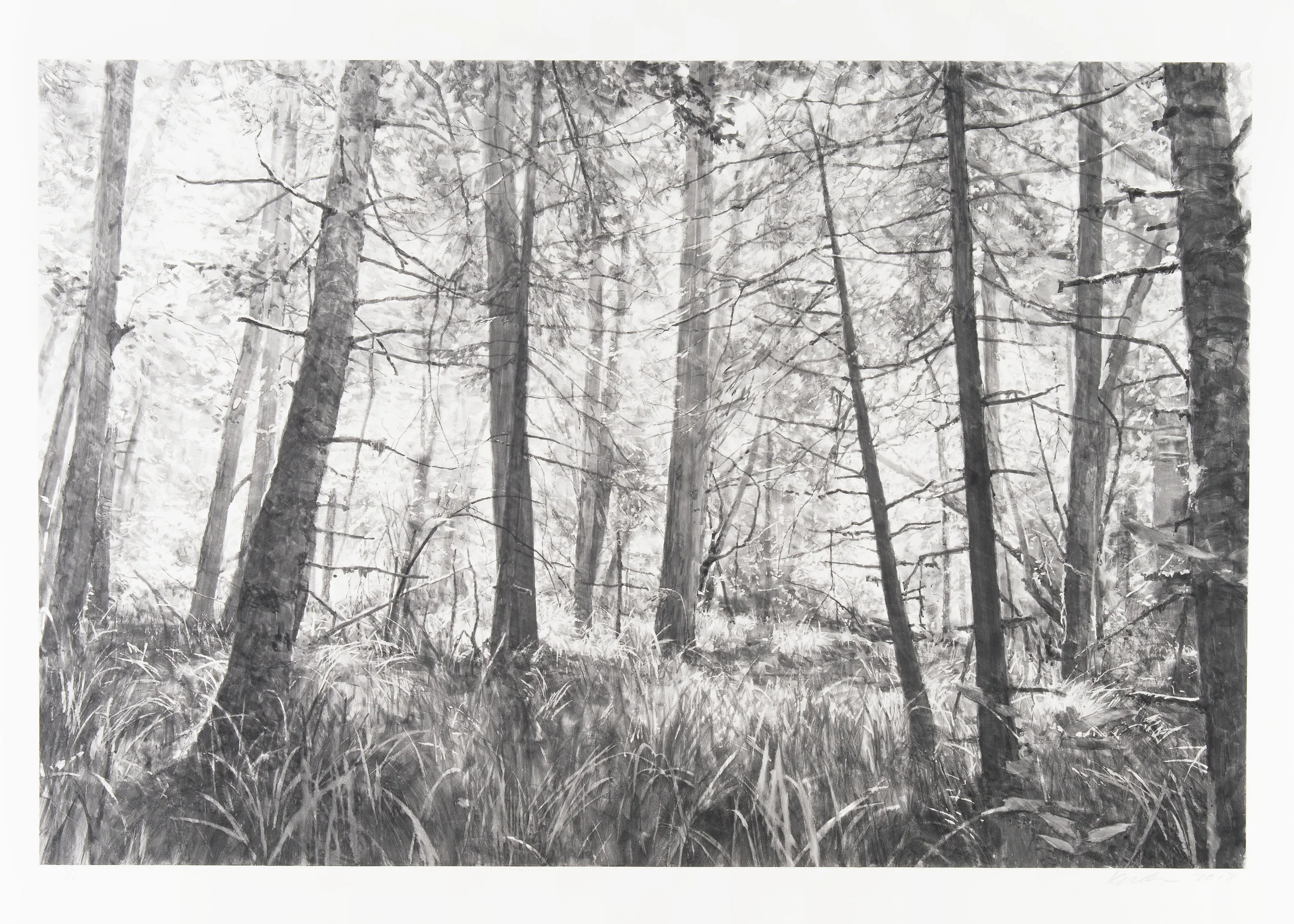    Trees Near Shark Reef II   by Michael Kareken 2018   Unique | Watercolor Monotype | 24 x 36 | 28.5 x 40  