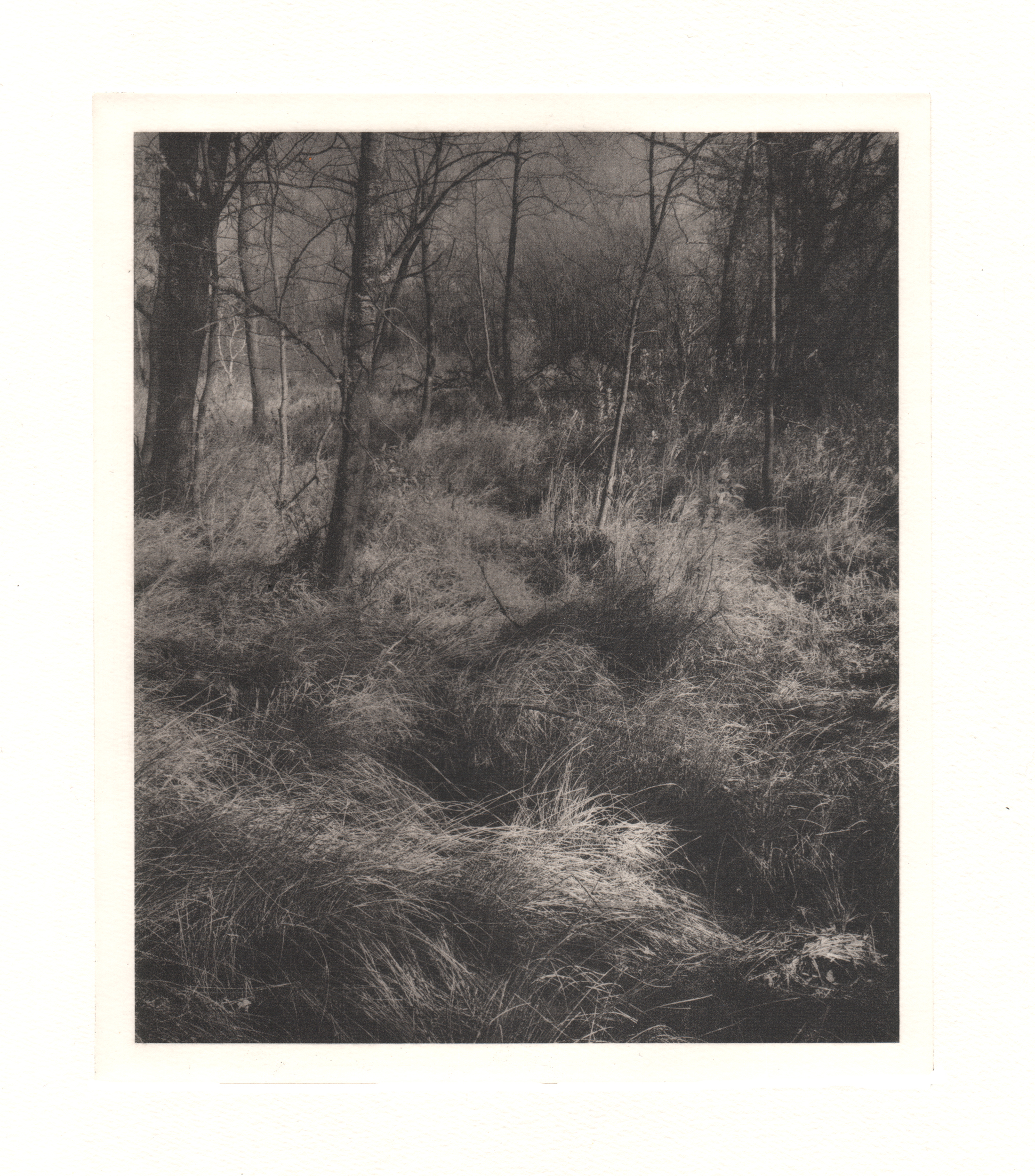 Claudia Danielson, Anniversary Marsh, polymergravure