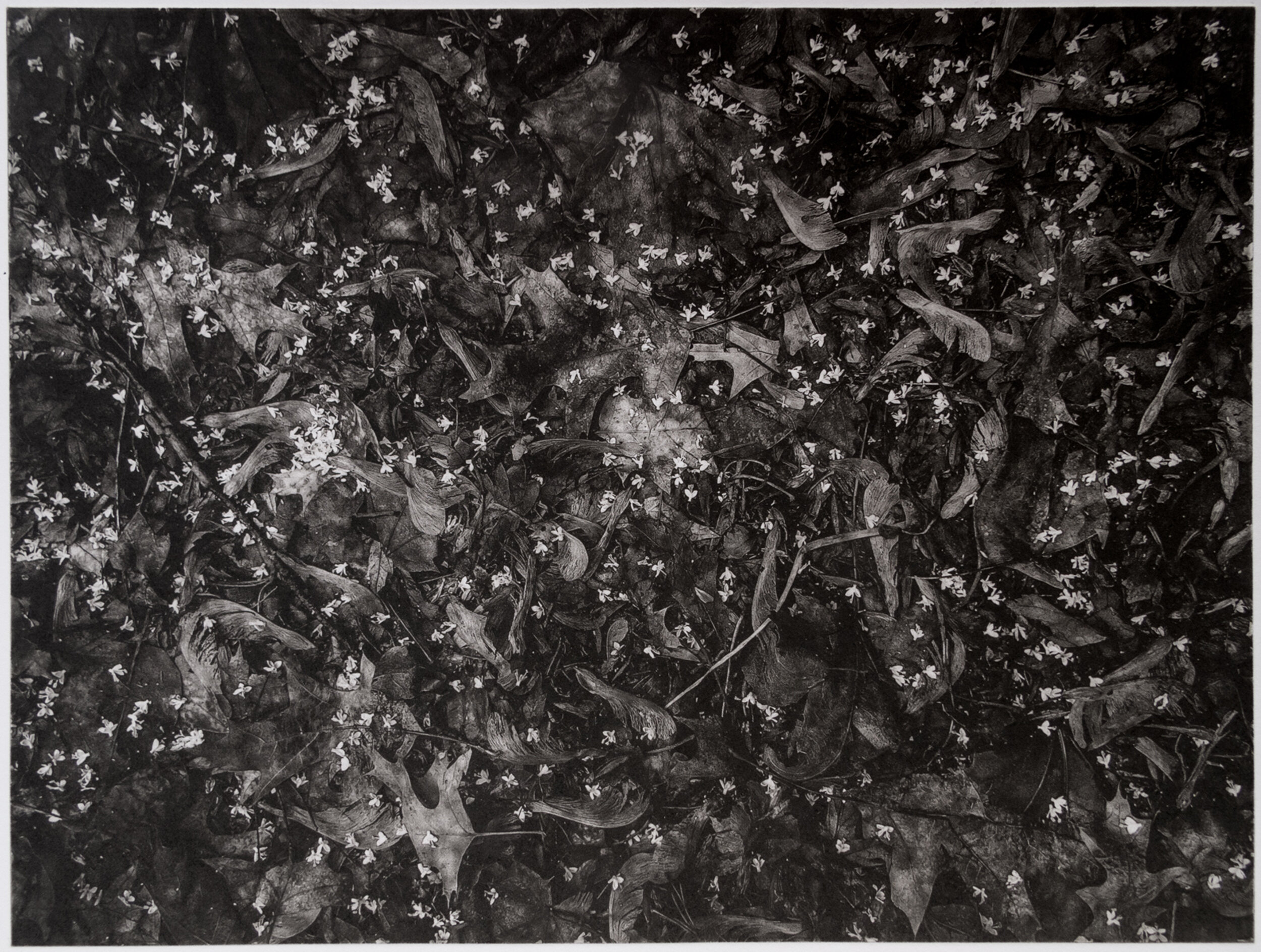 John Pearson; Fallen Flowers; polymergravure