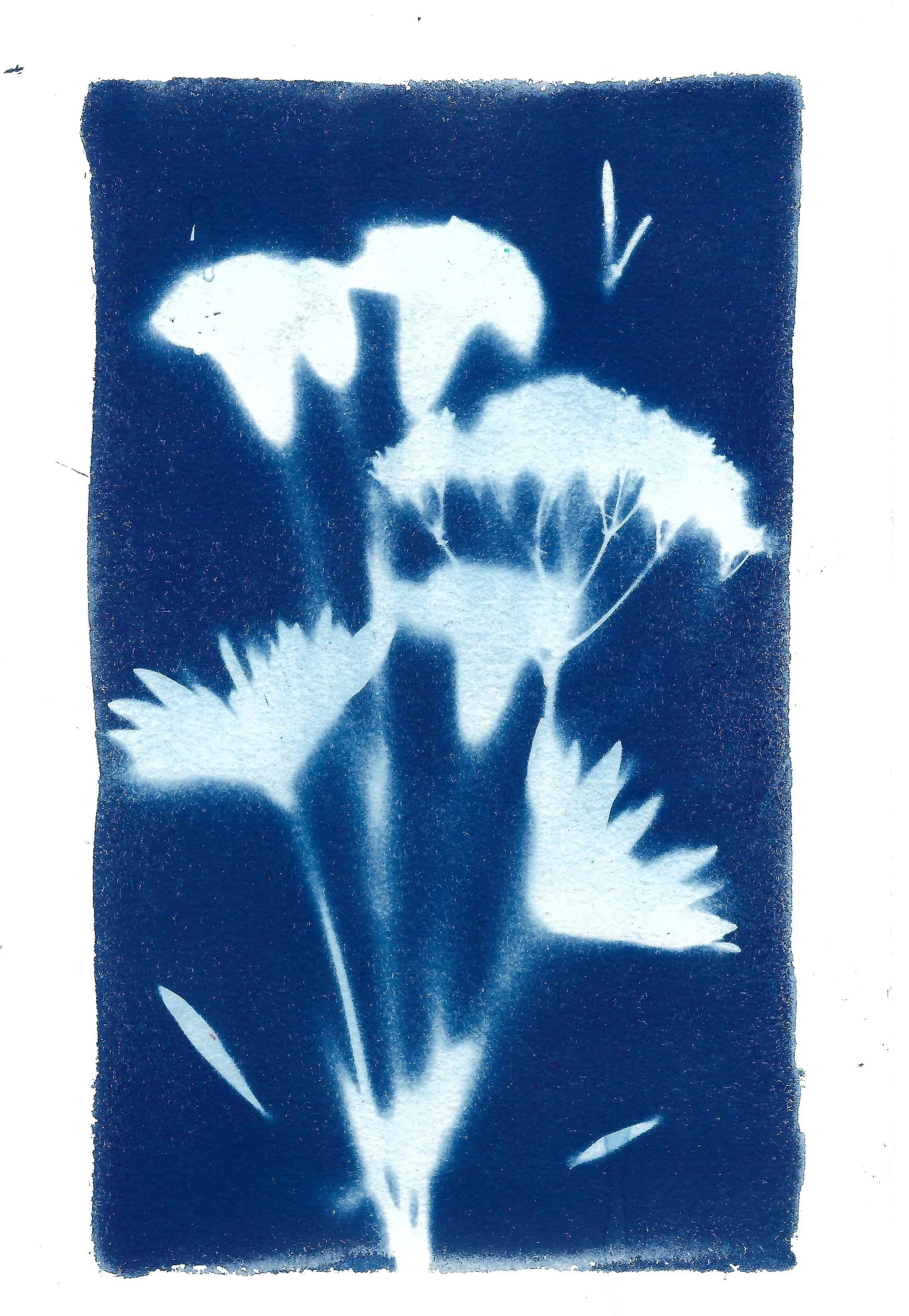 cyano5.jpg