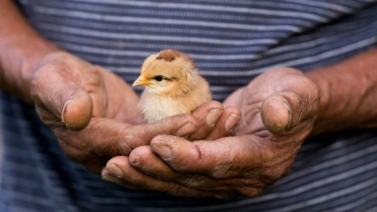 Small Fluffy Chick in Hands at Healthy Halal Online