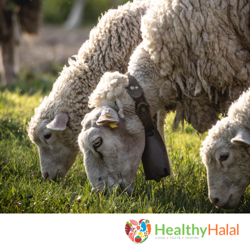 Lamb Qurbani