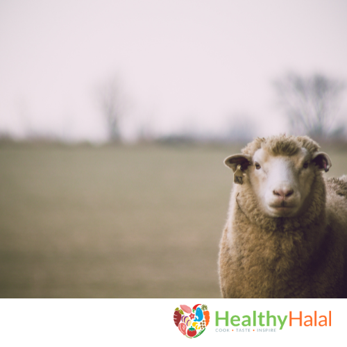 healthy-halal-meat-online-uk-delivery-LAMB-GRASS-FED-COVER-meat-halal-meat-delivery-fresh-meat-uk.png