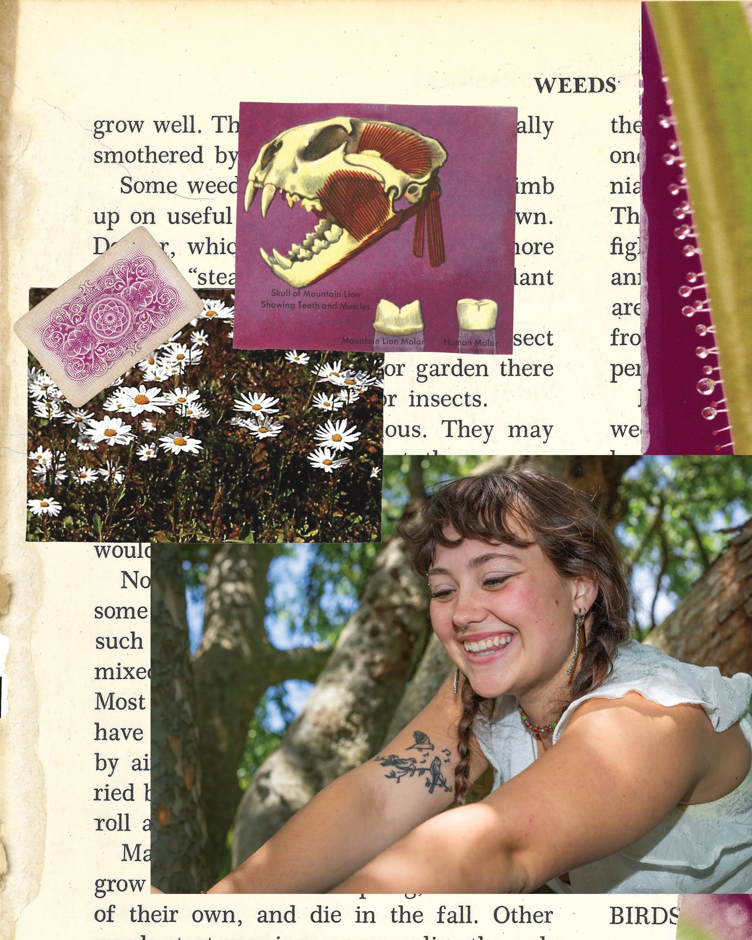 Seda. bug11.jpg