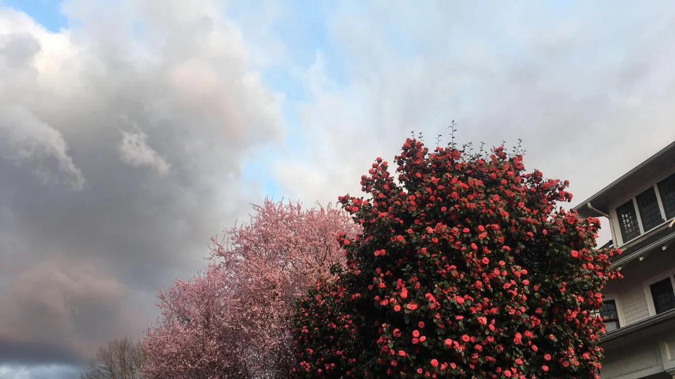 Sfaa talk | Collaborative Performance + Activism in Reykjavík Iceland