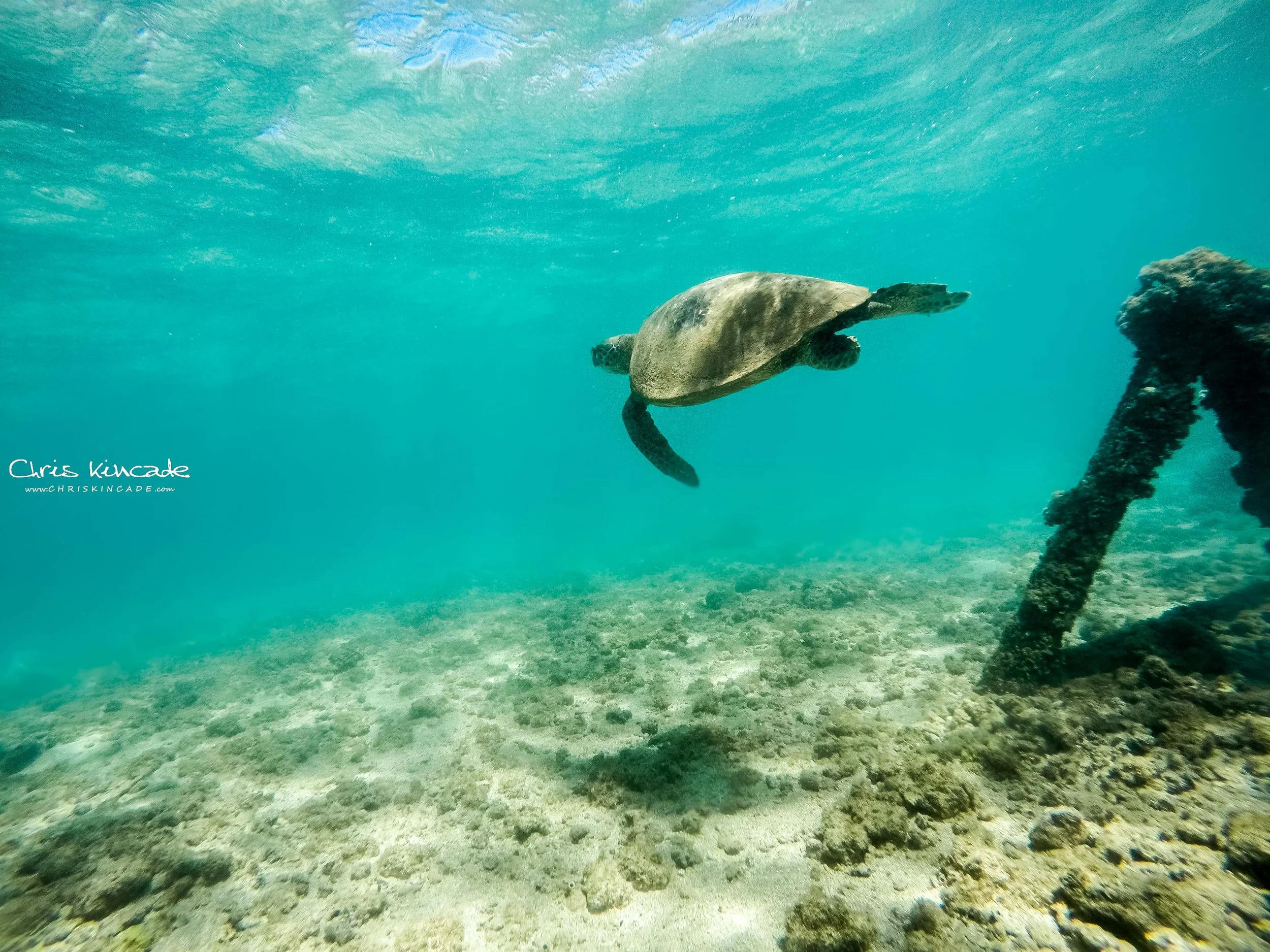 HONU CRUISING BY WW2 ERA DEFENSE