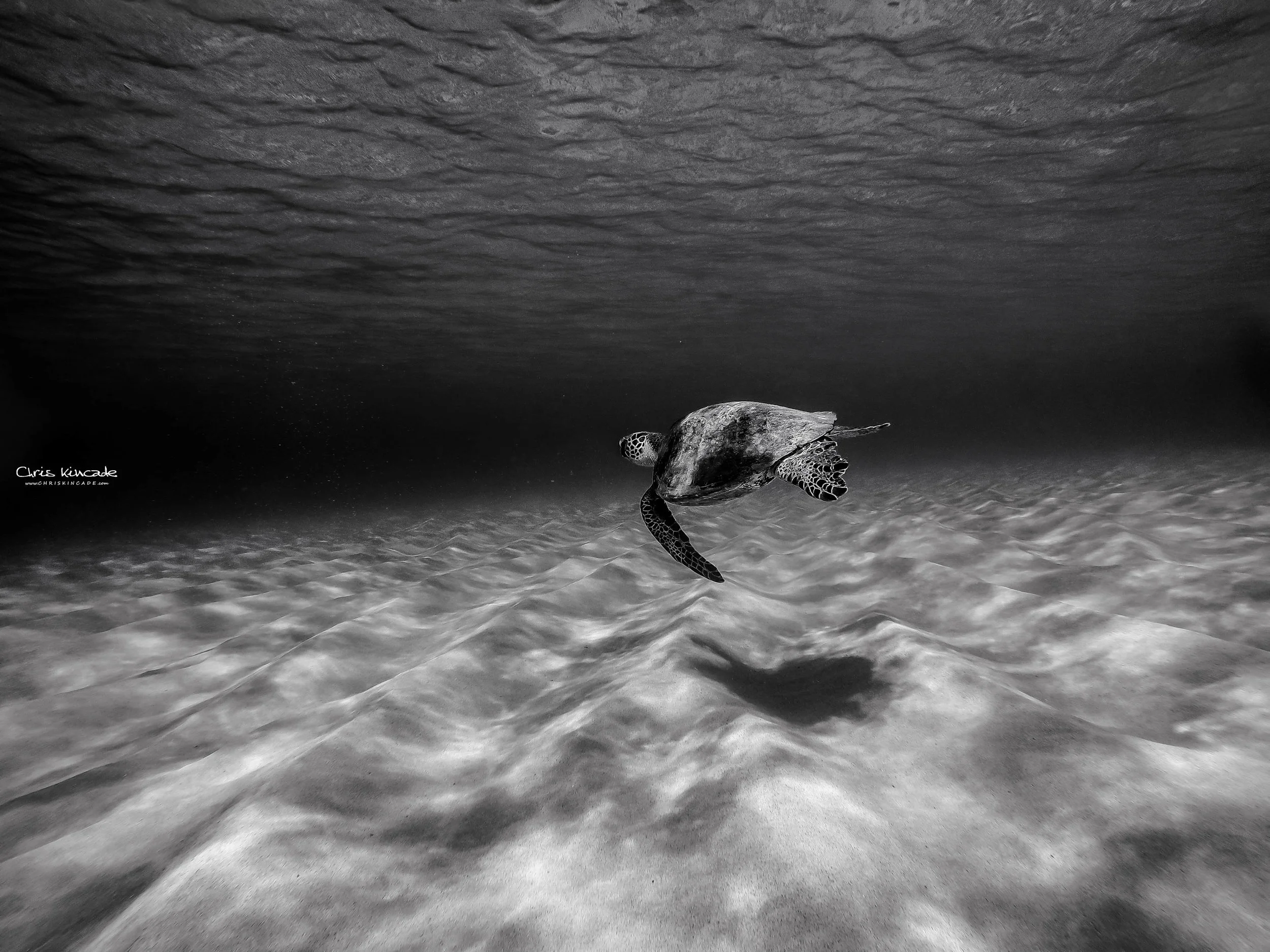 SOLO HONU