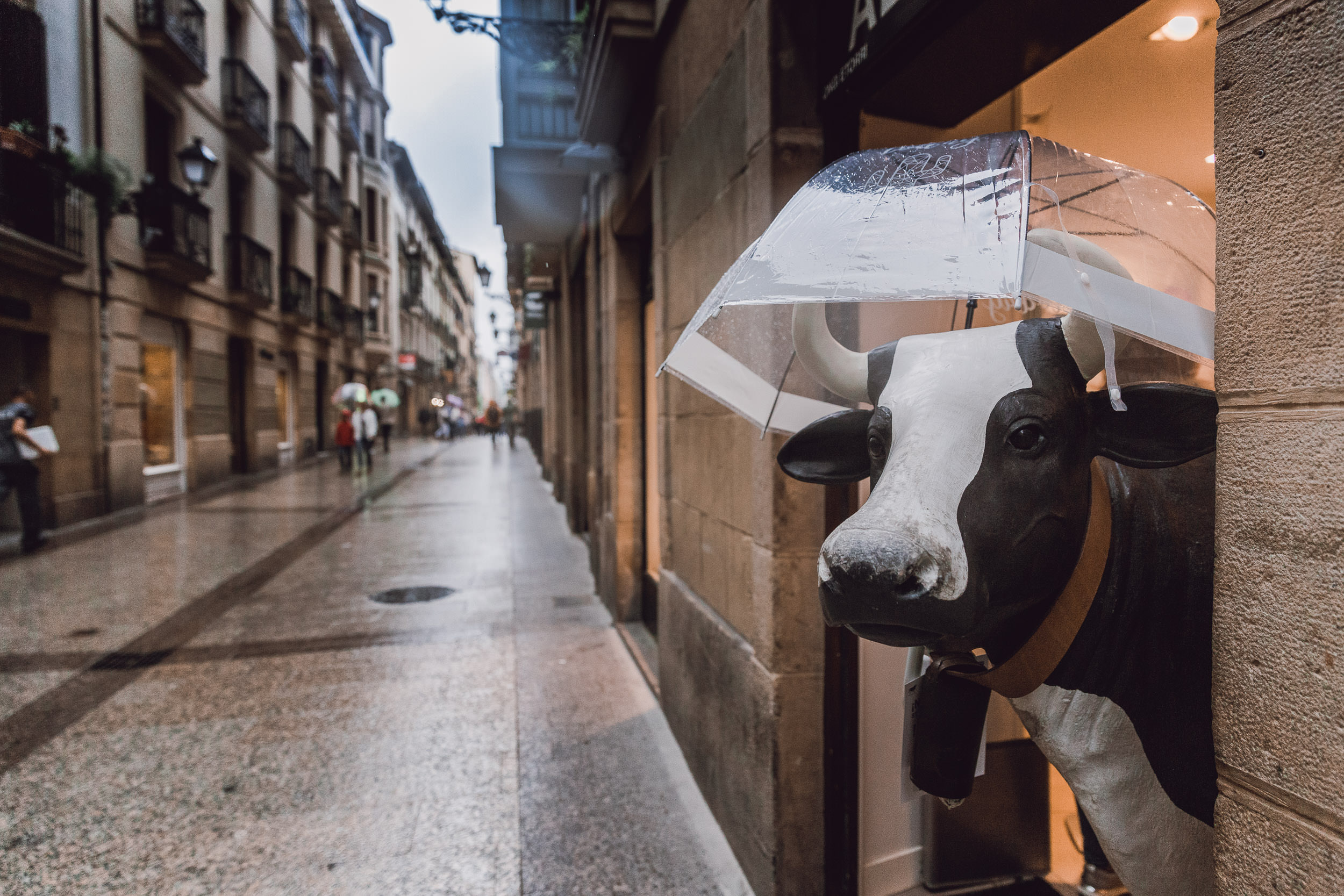 San Sebastian Cow