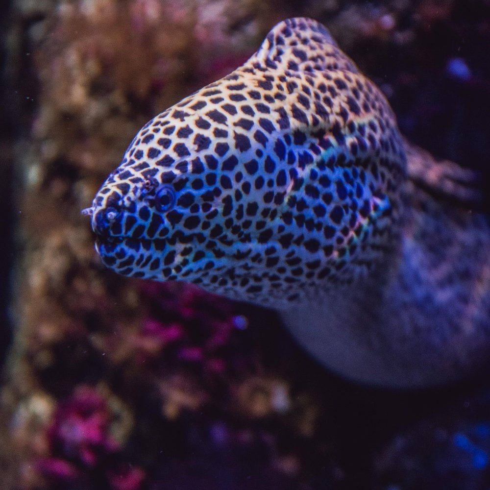 San Sebastian Aquarium Eels