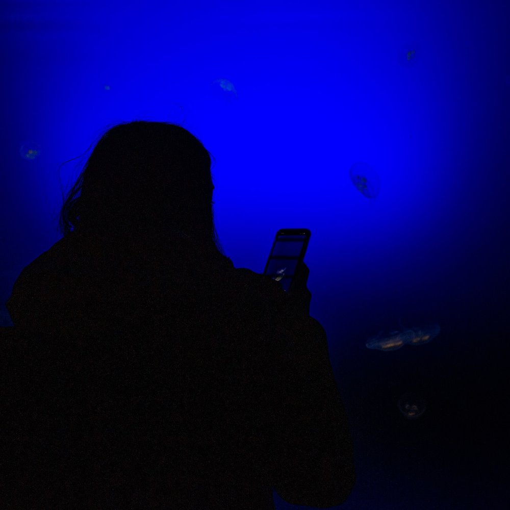 San Sebastian Aquarium Jelly-Fish