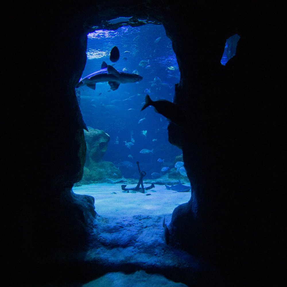 San Sebastian Aquarium Sharks