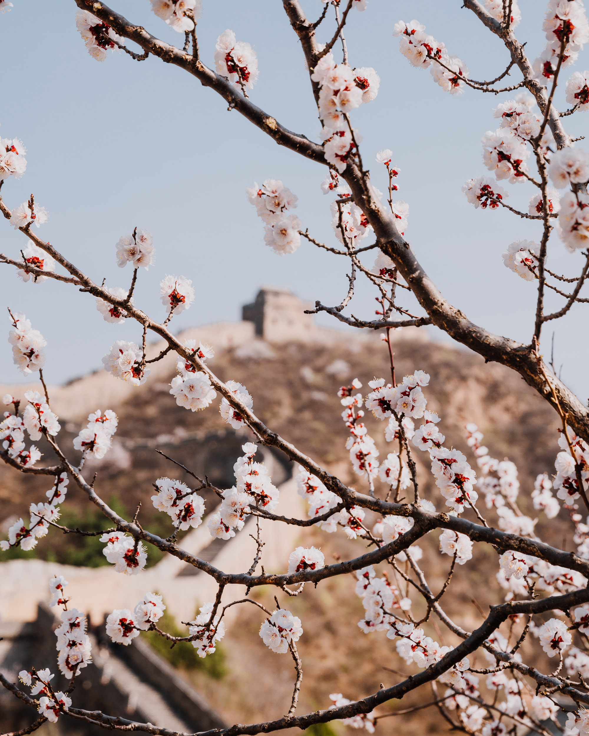 Apricot_Blossoms_Overlooking_Great_Wall