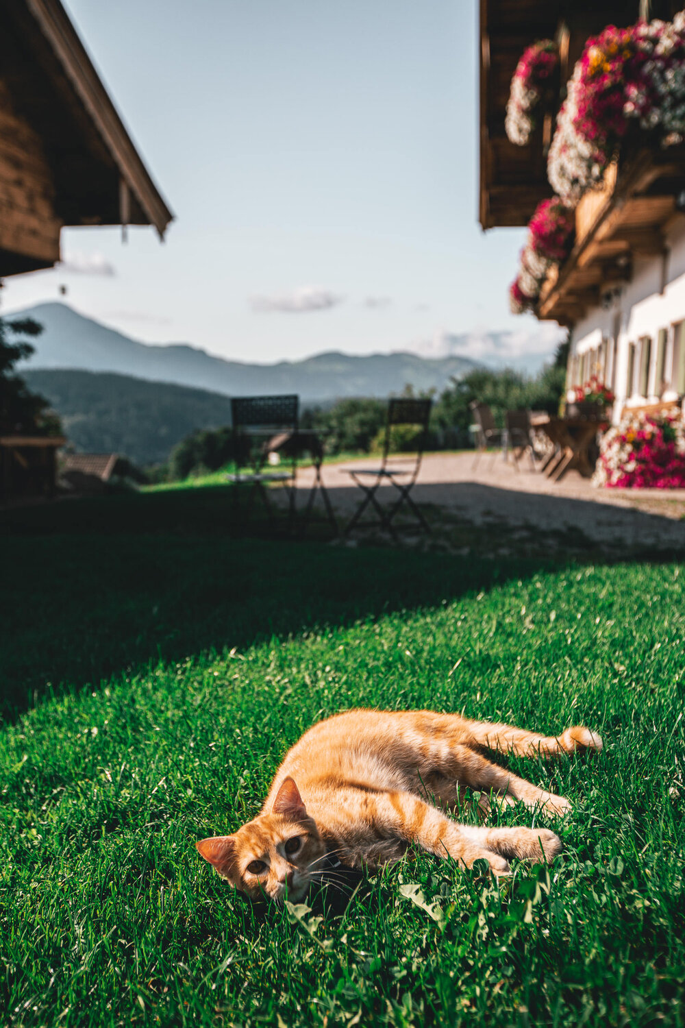 Unterlietenhof-Cat-Kitzbuehel-in-summer