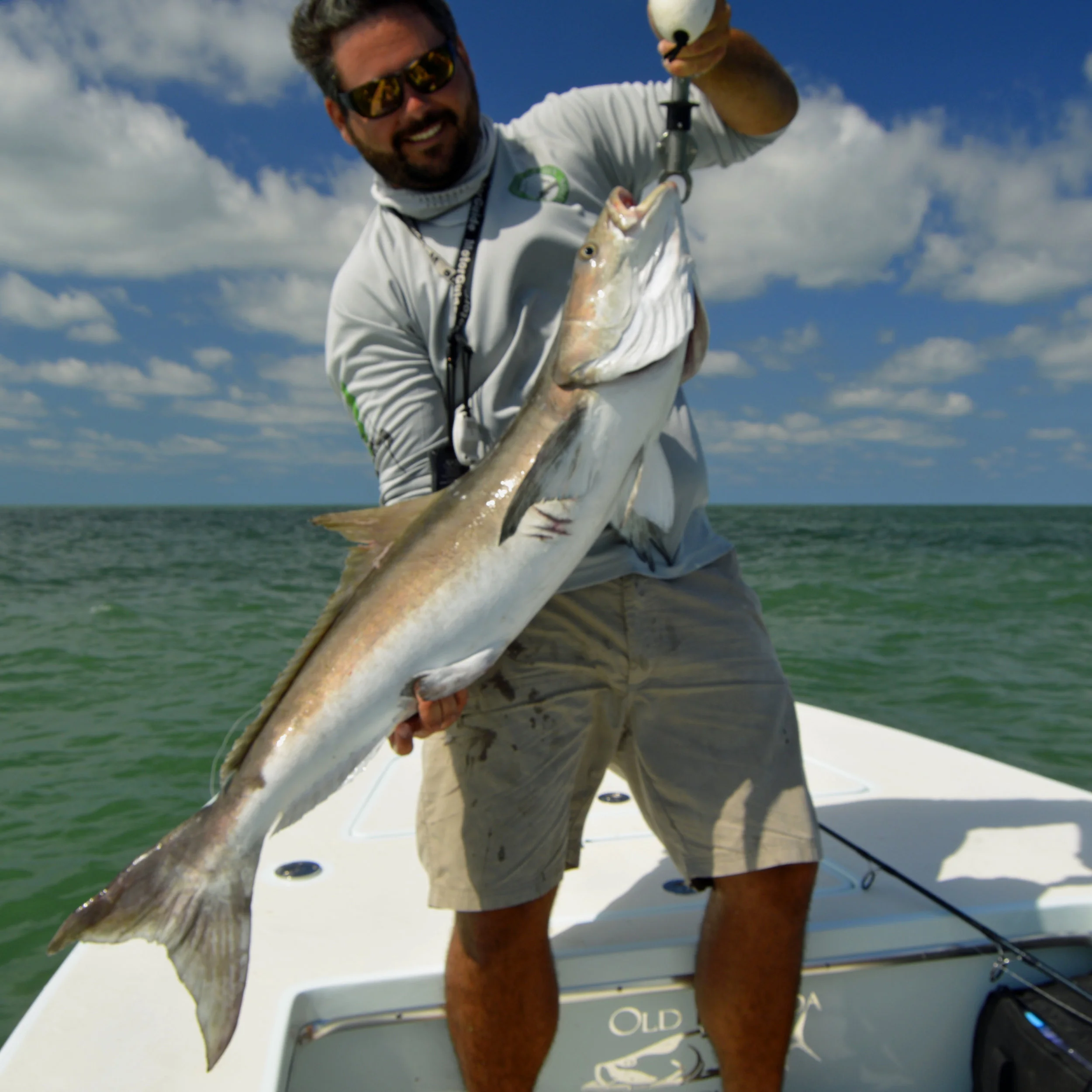 Cobia