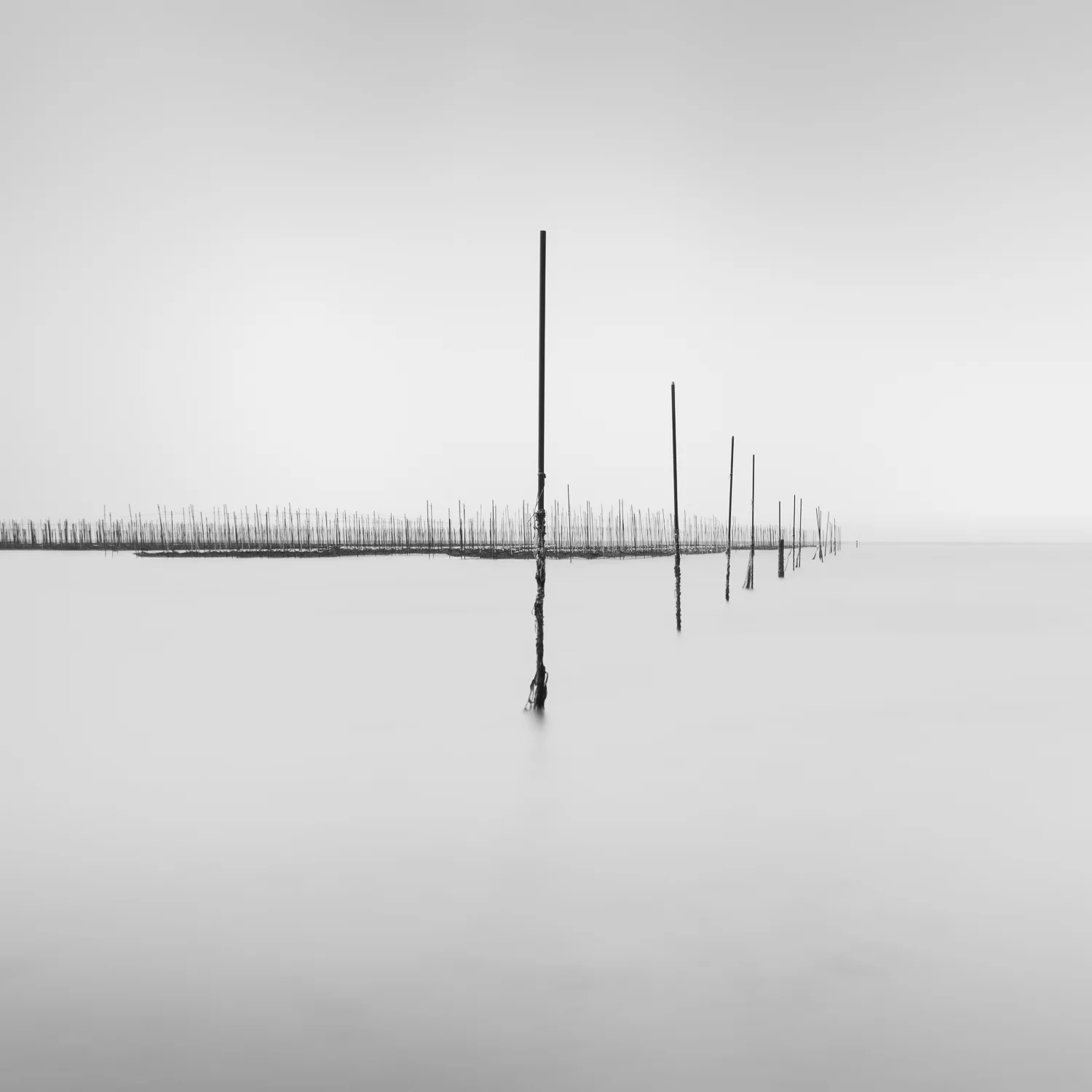 Edge of the Nets