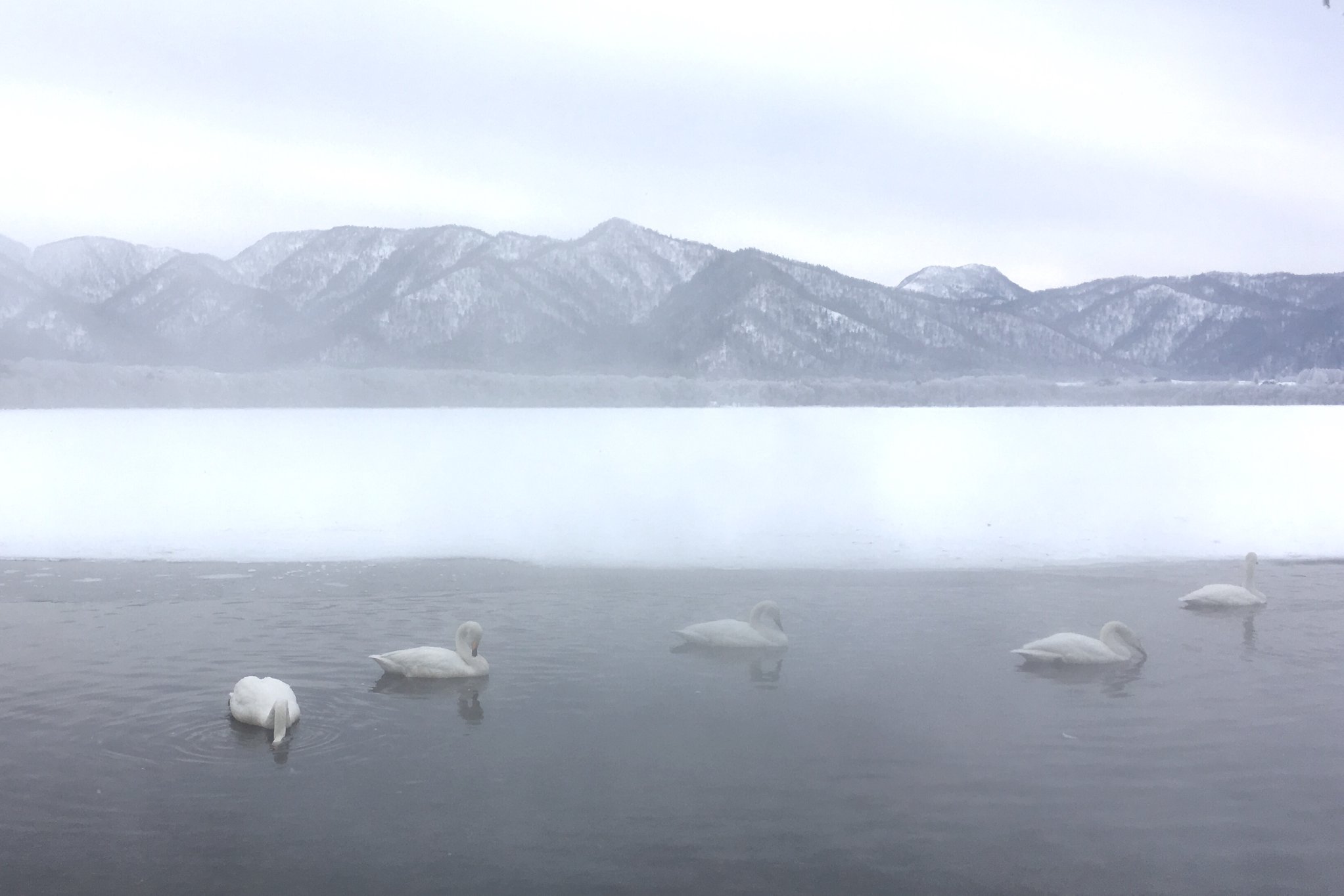Whooper Swans on Lake Kussharo. There are many spots with open water on the lake, as the hot springs feed into it at multiple locations. The swans seem to like the warm water.