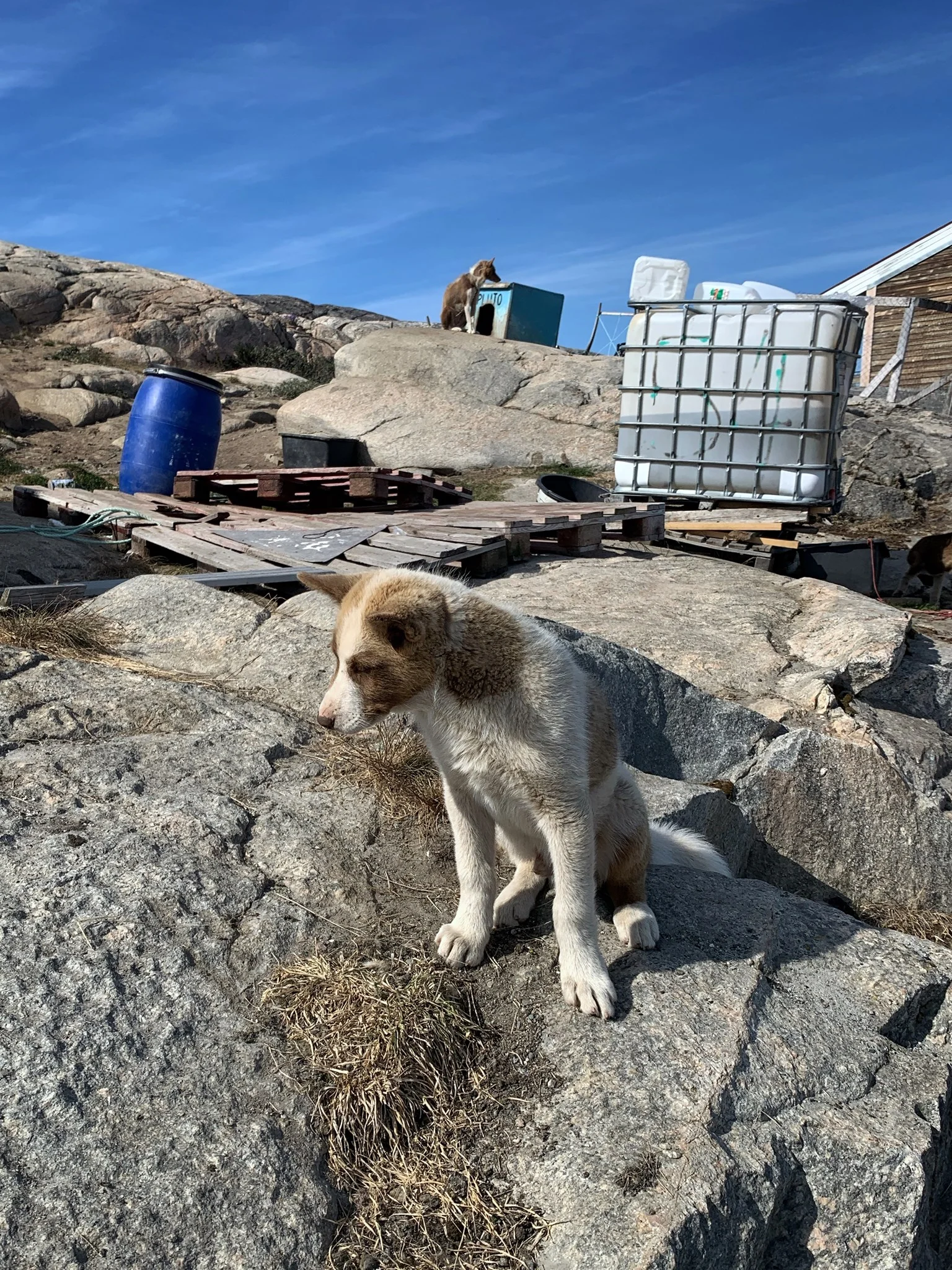 There are probably more sled dogs than people in Ilulissat.