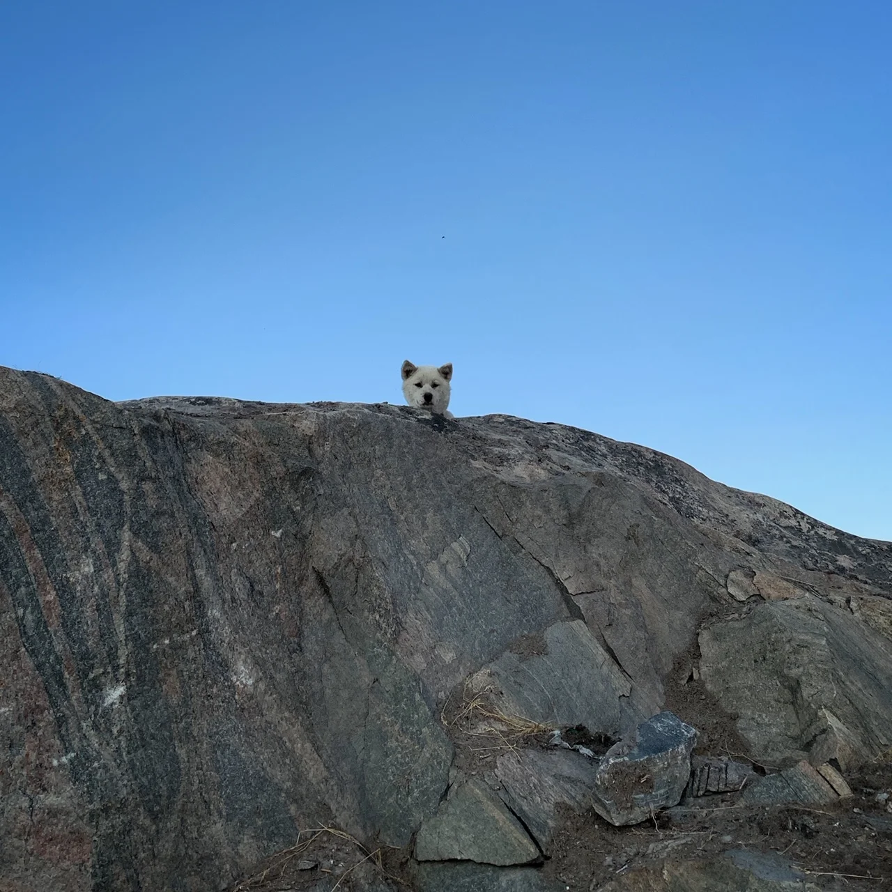 A curious sled dog