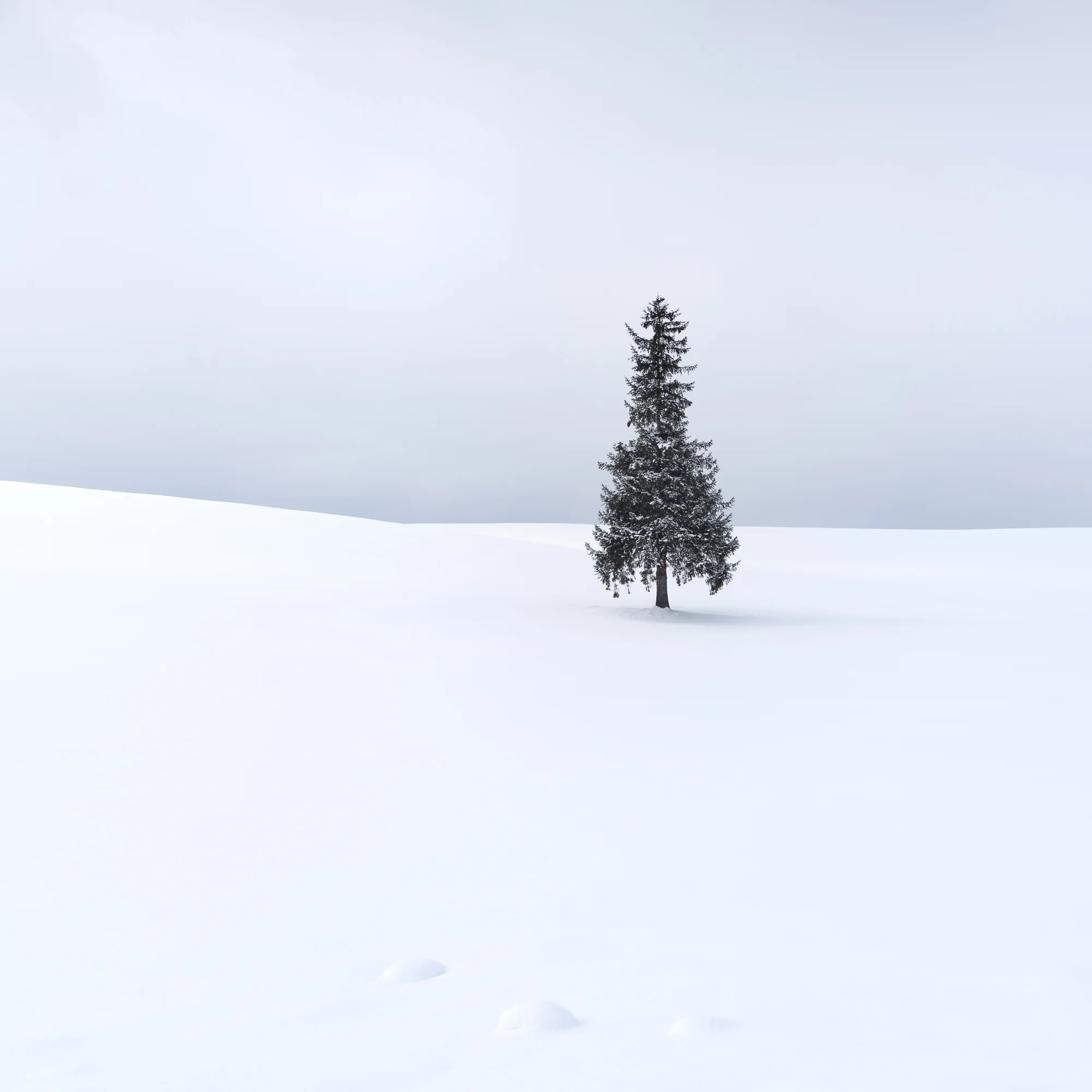 Biei Christmas Tree