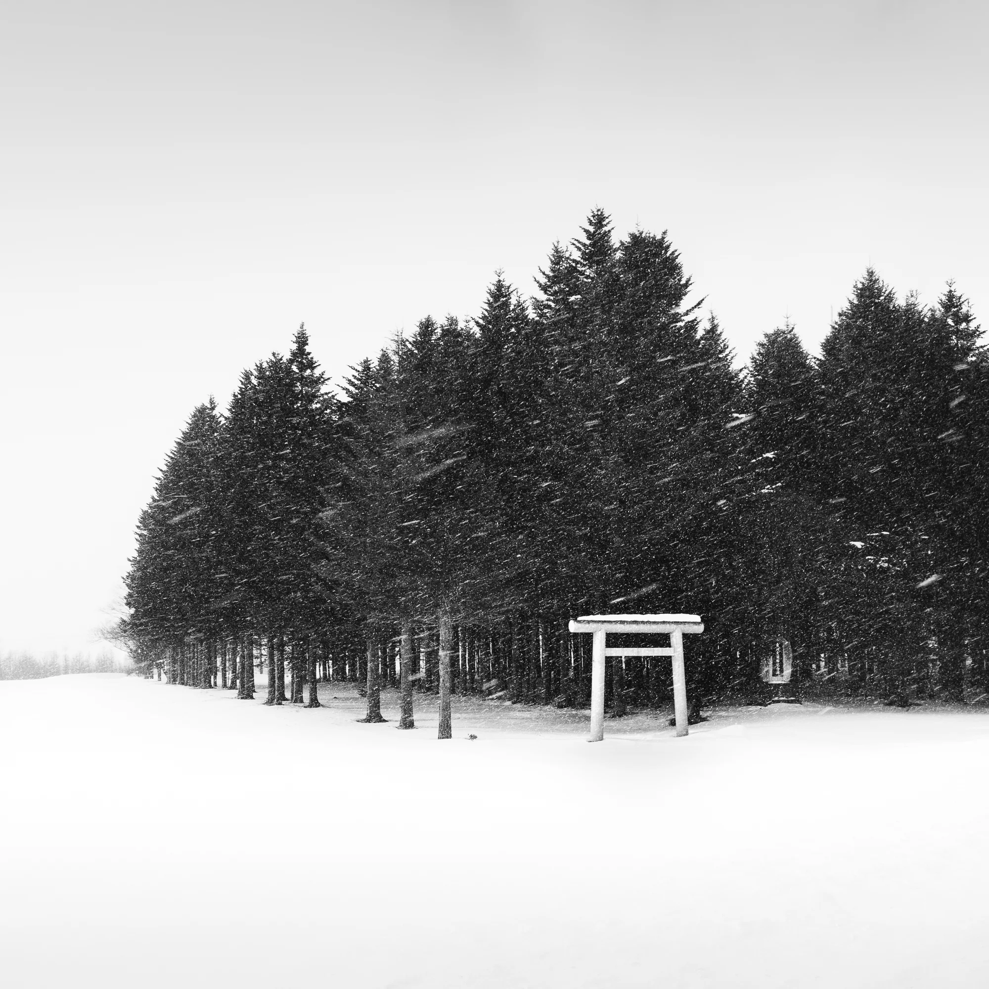 Forest Torii