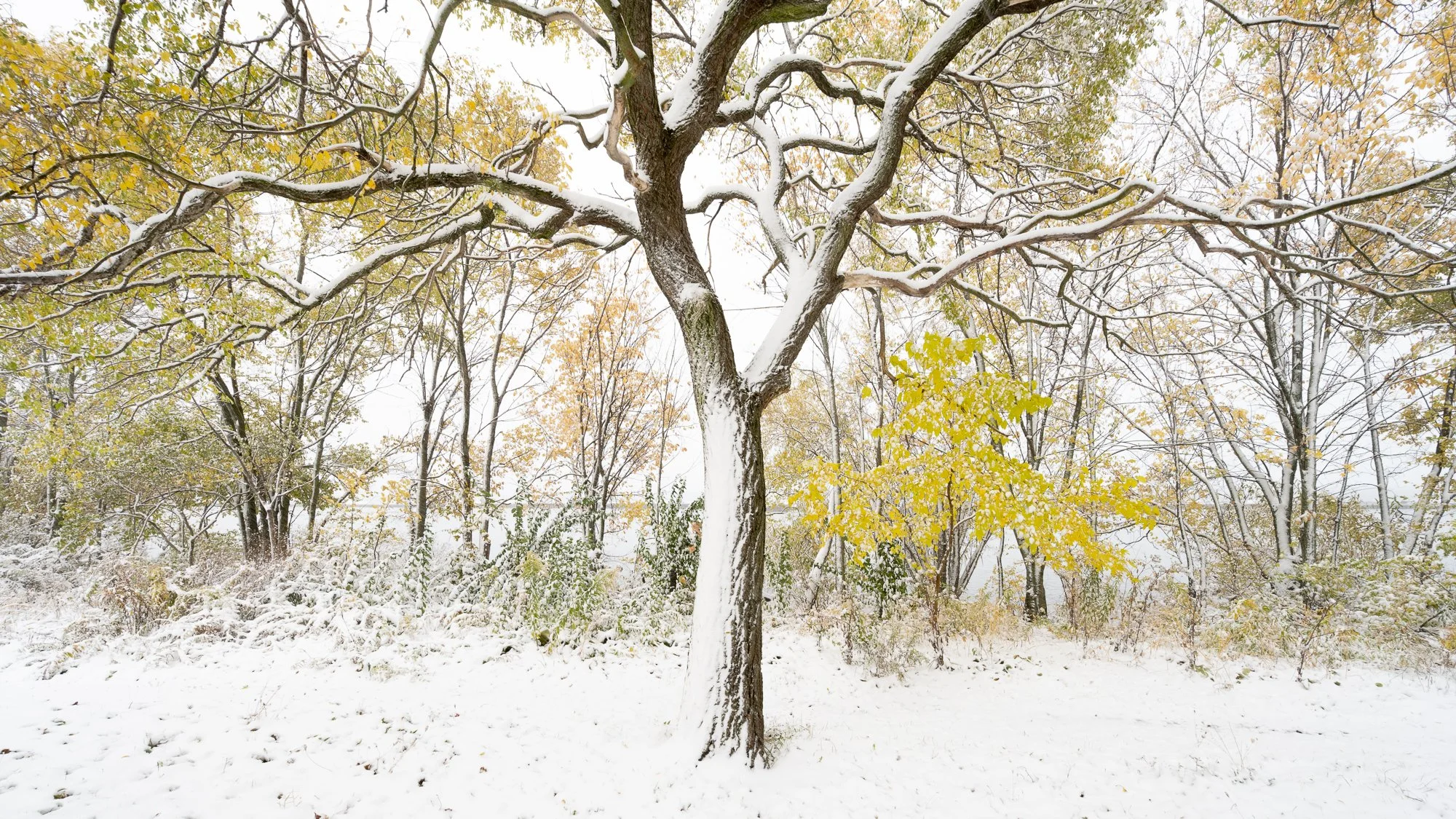 2025_First_Snow_Toronto-6106.jpg