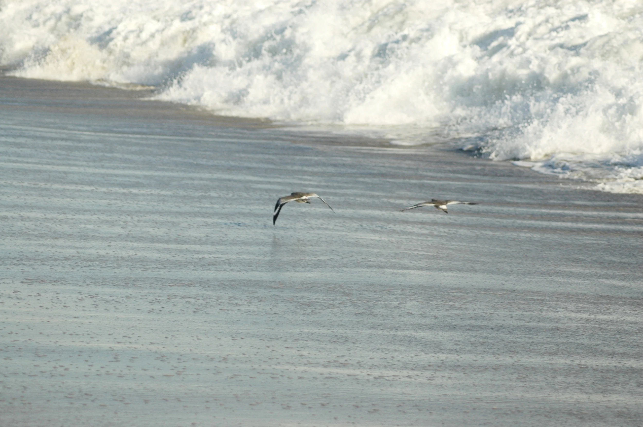 coaching bird pic.JPG