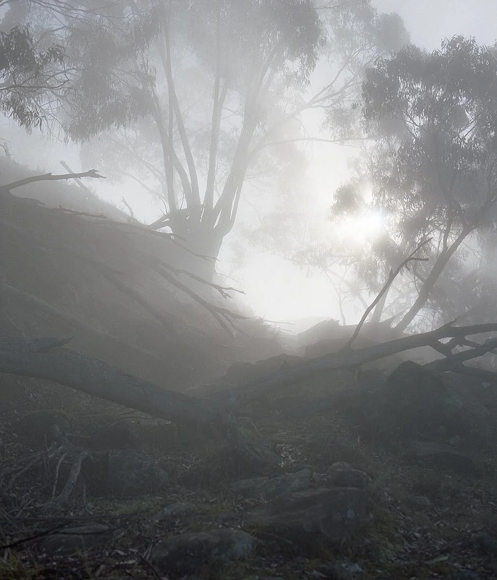 Fog Landscape Medium format 6cm x 7cm