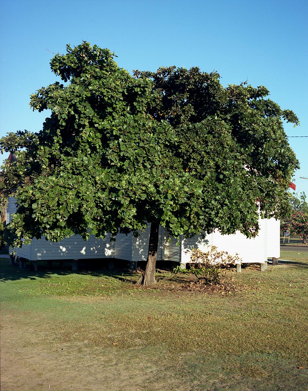 Moura Tree Medium format 6cm x 7cm
