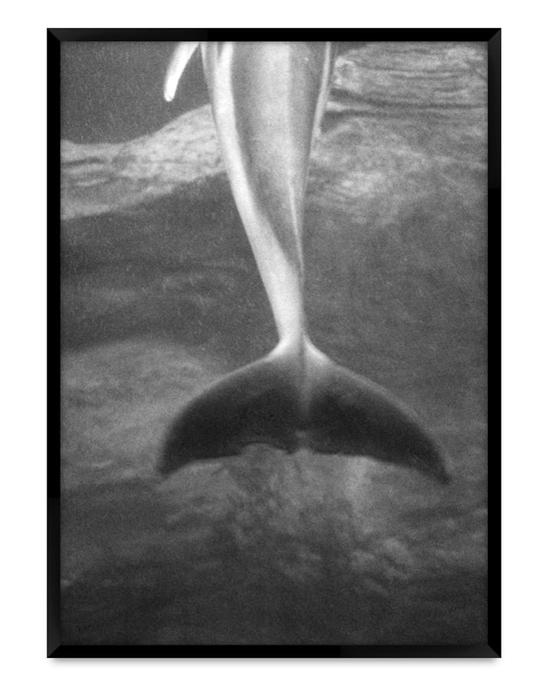 Dolphin%2BTail_%2BMinato_%2B2016_EllenVirgona.jpeg