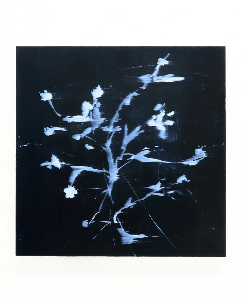 Twig - 2024 Oil on linen canvas 61cm x 61cm.JPG